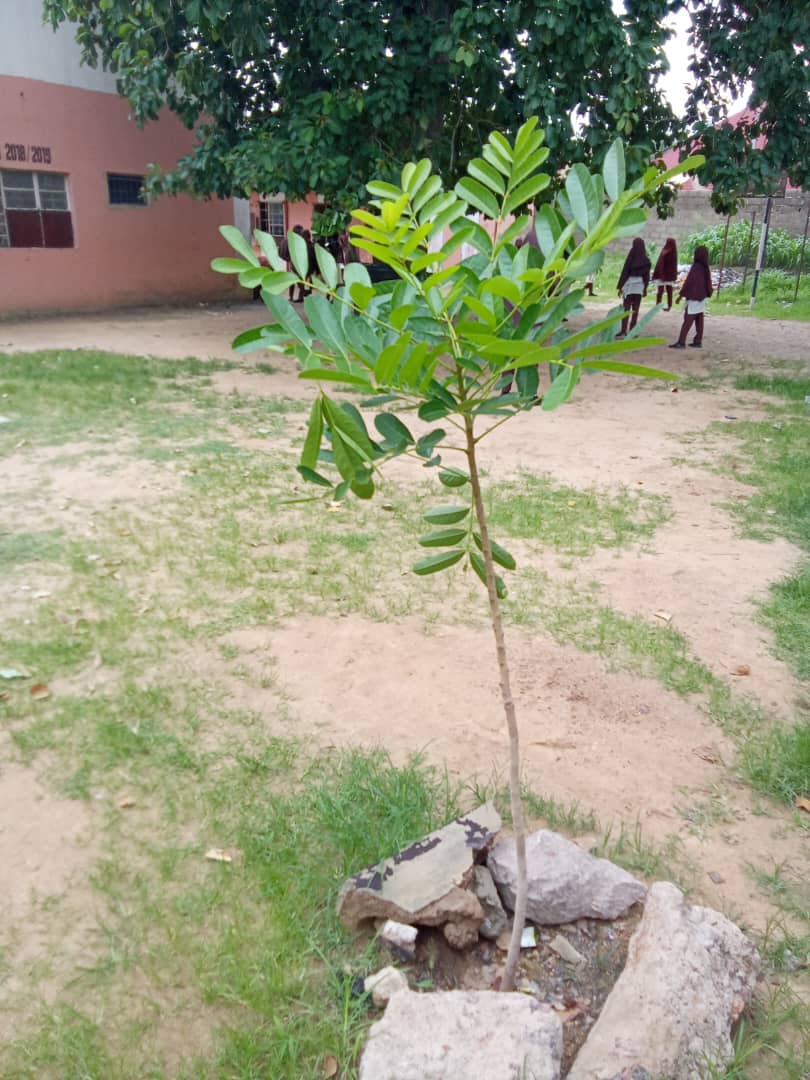 Green Environmental Solutions