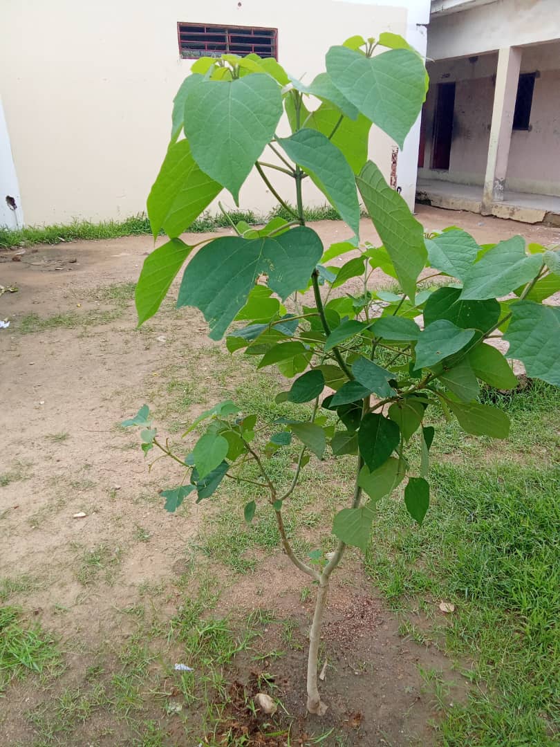 Green Environmental Solutions