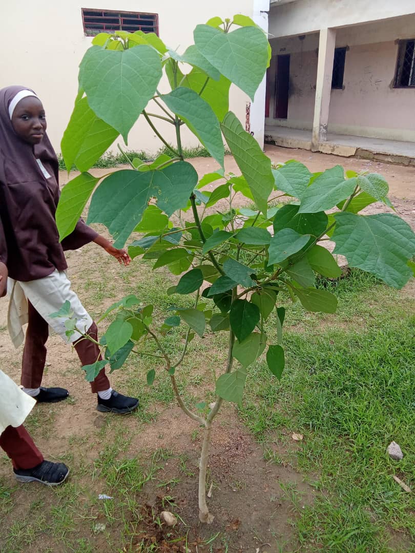 Green Environmental Solutions