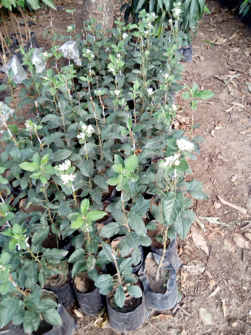 Green Environmental Solutions